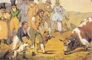 бой с быком - Bull-baiting, Henry Alken, 1823